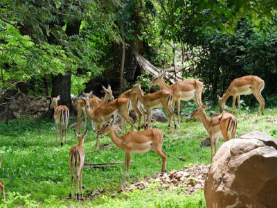 Kws-Kisumu Impala Sanctuary