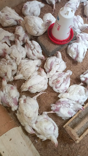 Naru Agrovet
