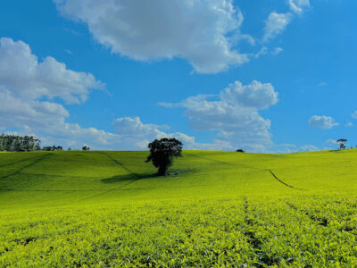 Riara Ridge