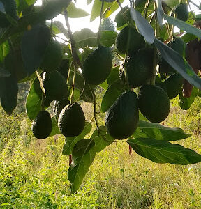 Nyeri Farmers Agrovet