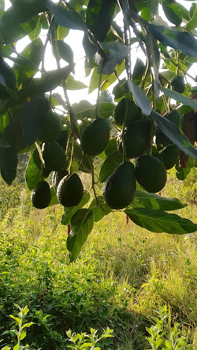 Nyeri Farmers Agrovet