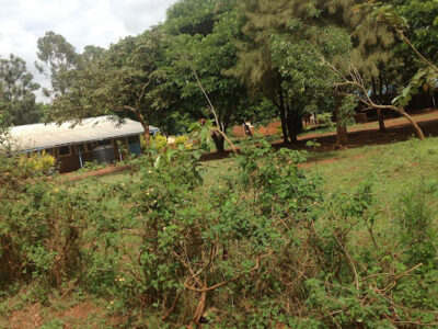 Kiboko Pri Sch