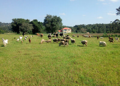 Ogentos Manga Agrovet