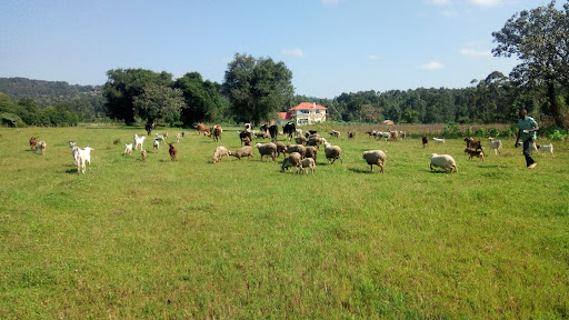 Ogentos Manga Agrovet