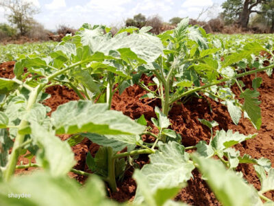 Mavuno Bora Agriventures