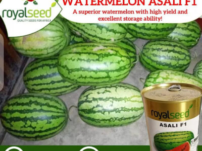 Royal Seed Africa