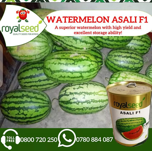 Royal Seed Africa