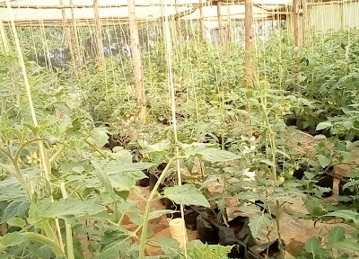 Avepo Smartfarm