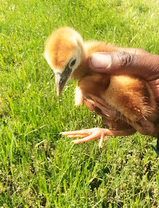 Oasis Agrovet And Vet Services