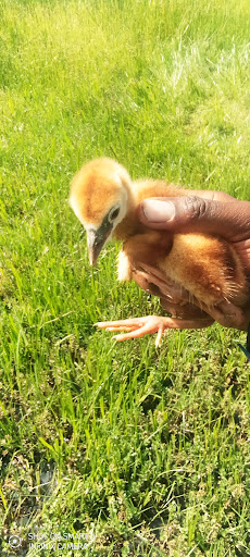 Oasis Agrovet And Vet Services