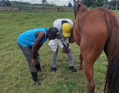 Nevas Veterinary Services Eldoret C/O Dr. Miseda Miseda, Bvm, Vet Surgeon