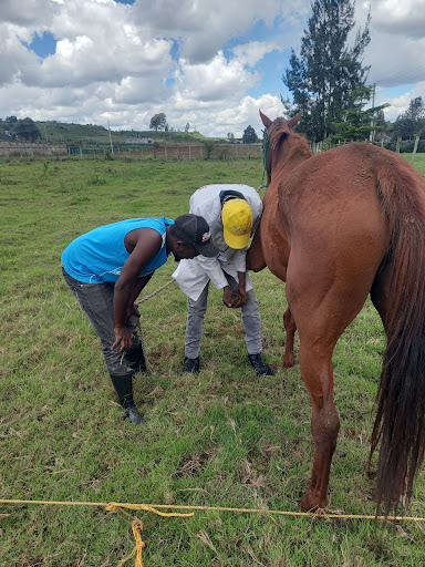 Nevas Veterinary Services Eldoret C/O Dr. Miseda Miseda, Bvm, Vet Surgeon