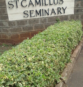 St. Camillus Seminary