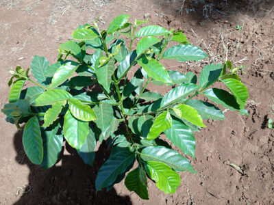 Agri-Biotech Farm Agrovet Ii