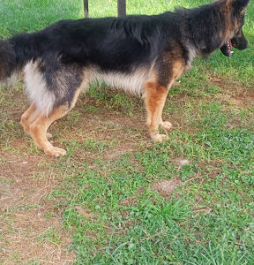 Nicmah Agrovet, Naromoru