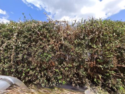 Vineyard Pri