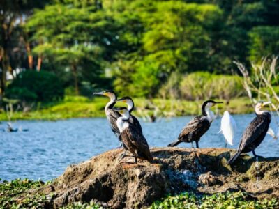 Shamata Tours & Travel