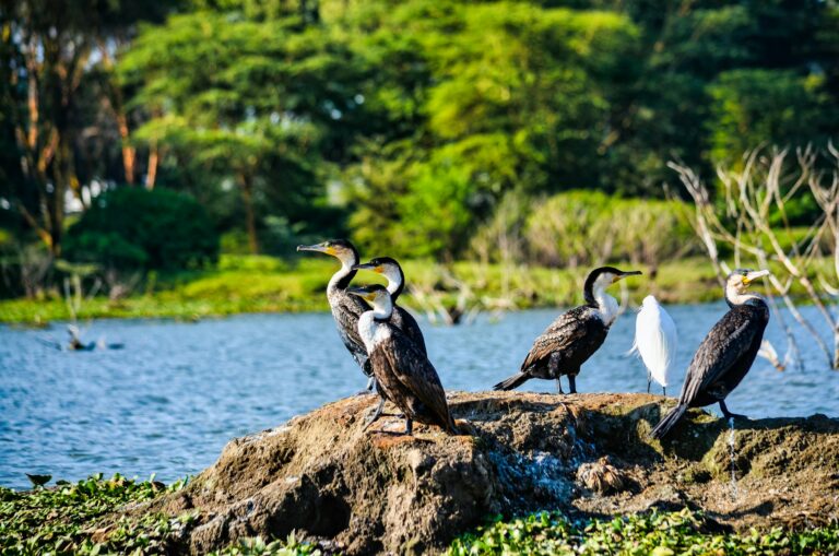 Shamata Tours & Travel