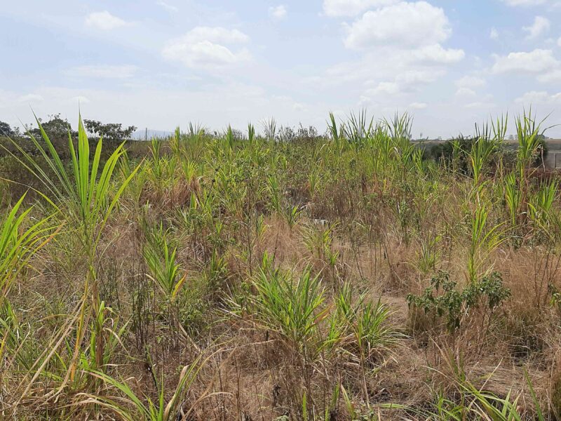 Thika industrial land