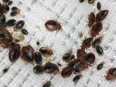 Bestcare Pest Control and Fumigation