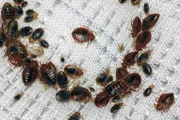Bestcare Pest Control and Fumigation