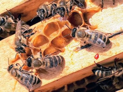 Bestcare Pest Control and Fumigation