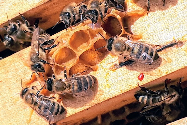 Bestcare Pest Control and Fumigation